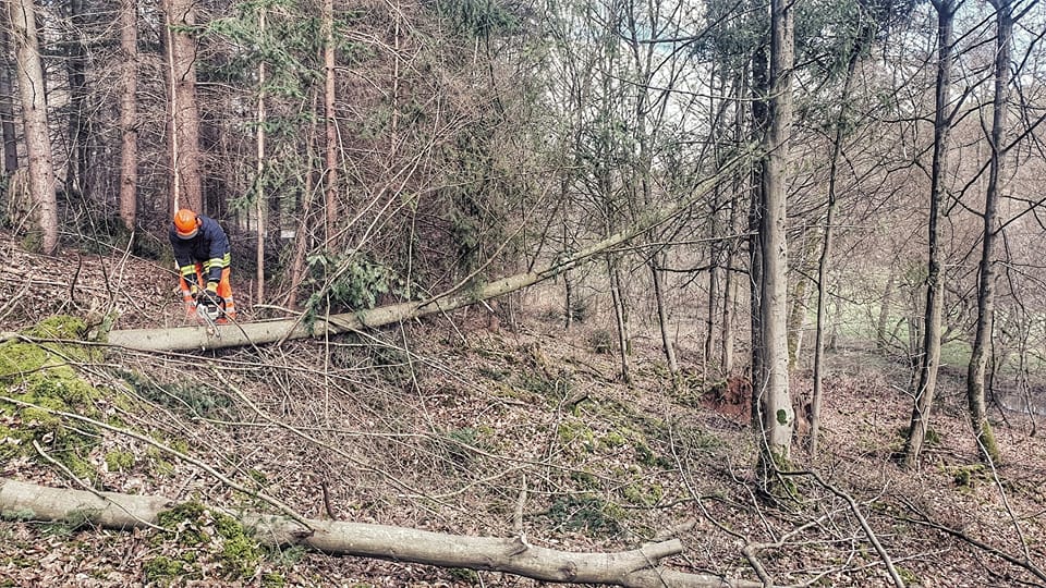 H 1 Baum über Strasse