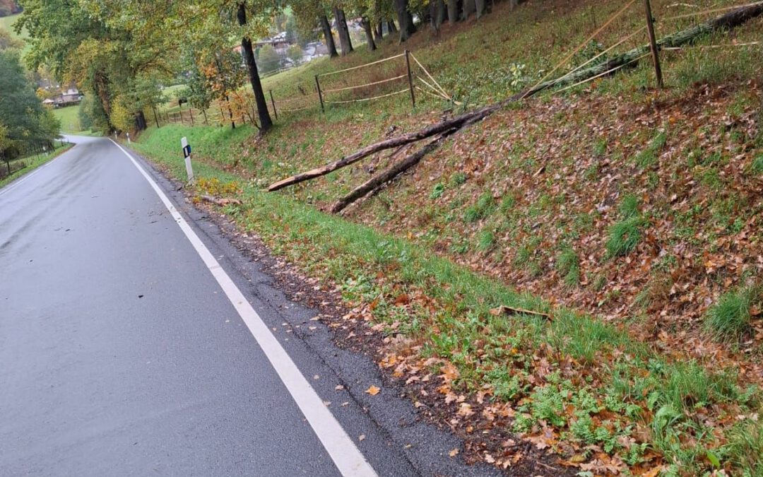 H 1 Baum über Strasse